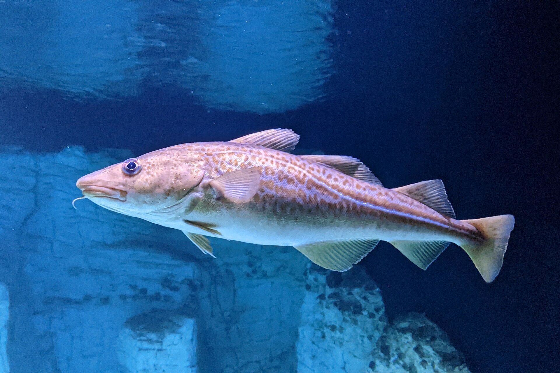 Atlantic cod showing the chin barbel and pale lateral line
