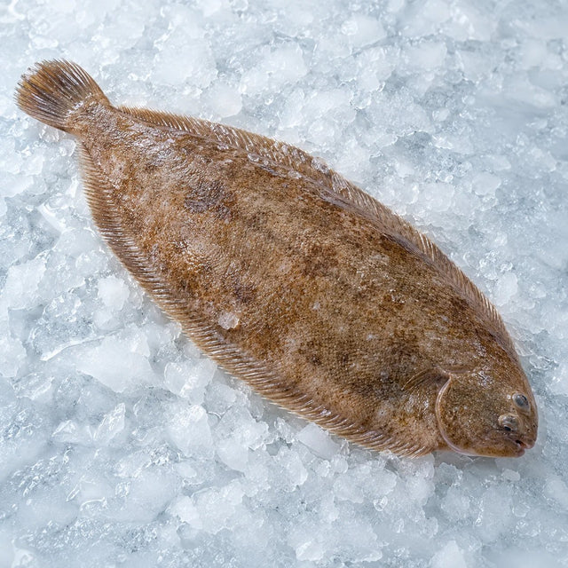 Dover Sole, From The Sea