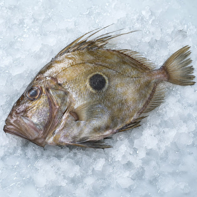 John Dory, From The Sea