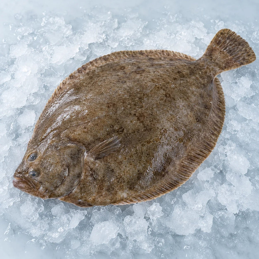A whole raw brill with the fin fringes trimmed, dark side up, on wet crushed ice