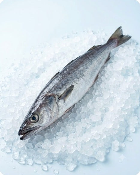 Whole hake on crushed ice