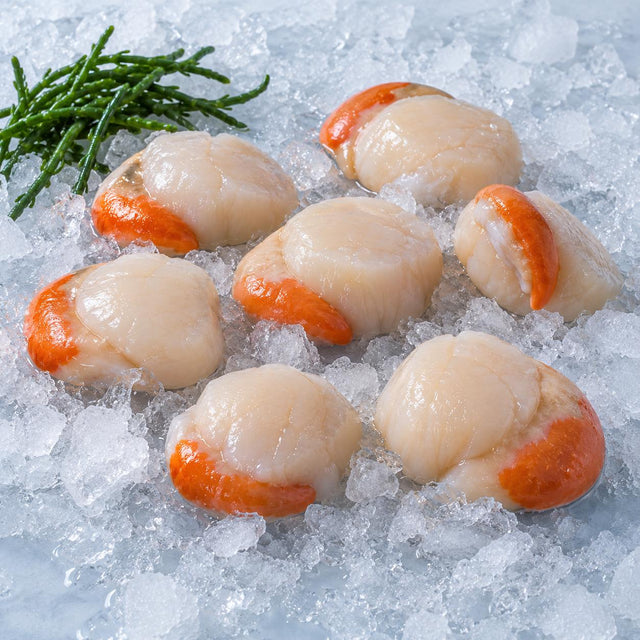 Scallops, From The Sea