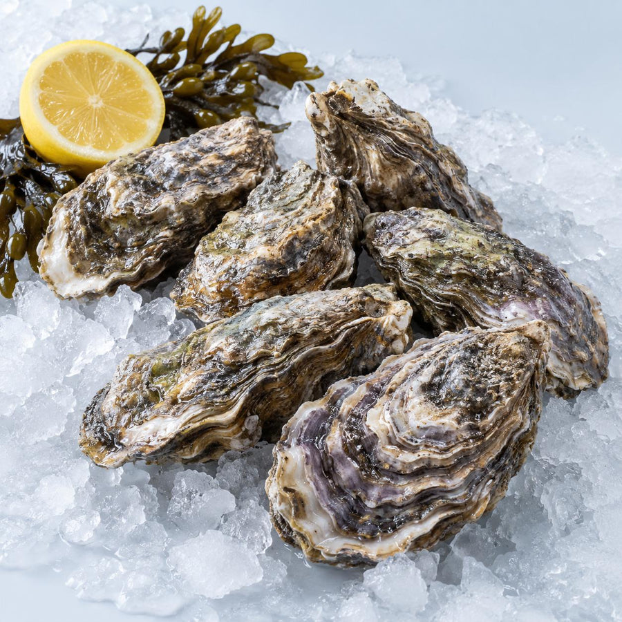 Live rock oysters in the shell on crushed ice with bladderwrack seaweed and half a lemon