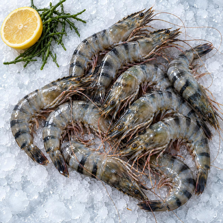 Raw whole black tiger prawns in the shell on crushed ice with samphire and half a lemon