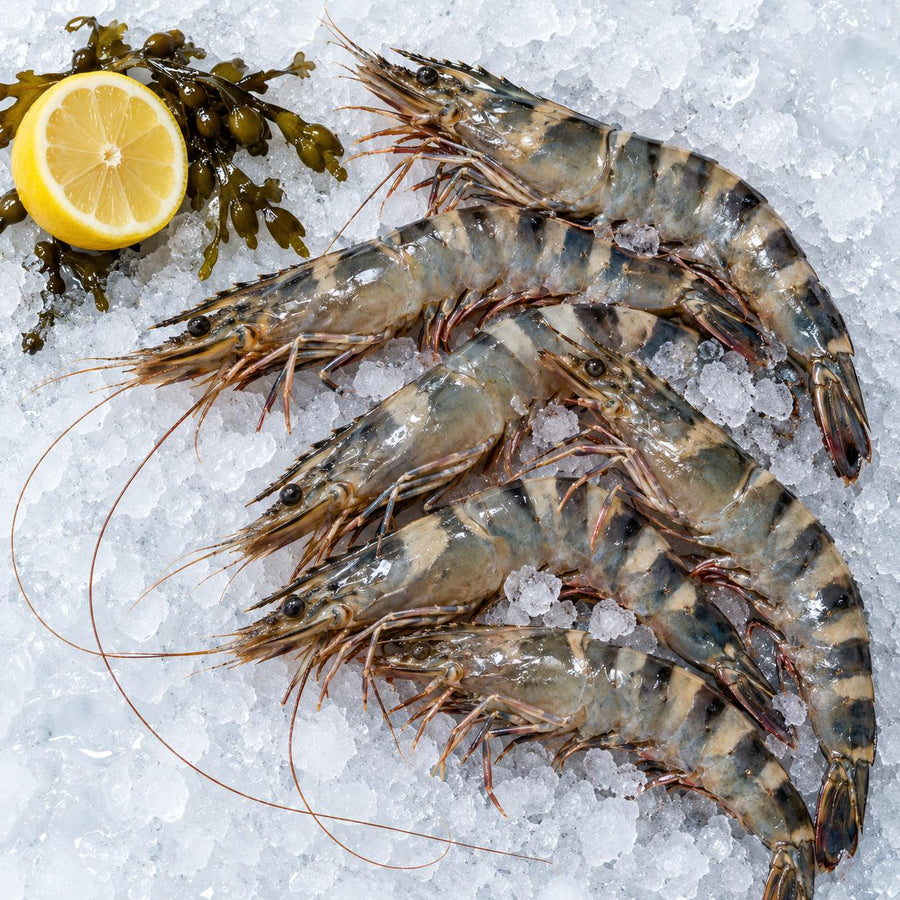 Raw whole wild king tiger prawns in the shell on crushed ice with bladderwrack seaweed and half a lemon