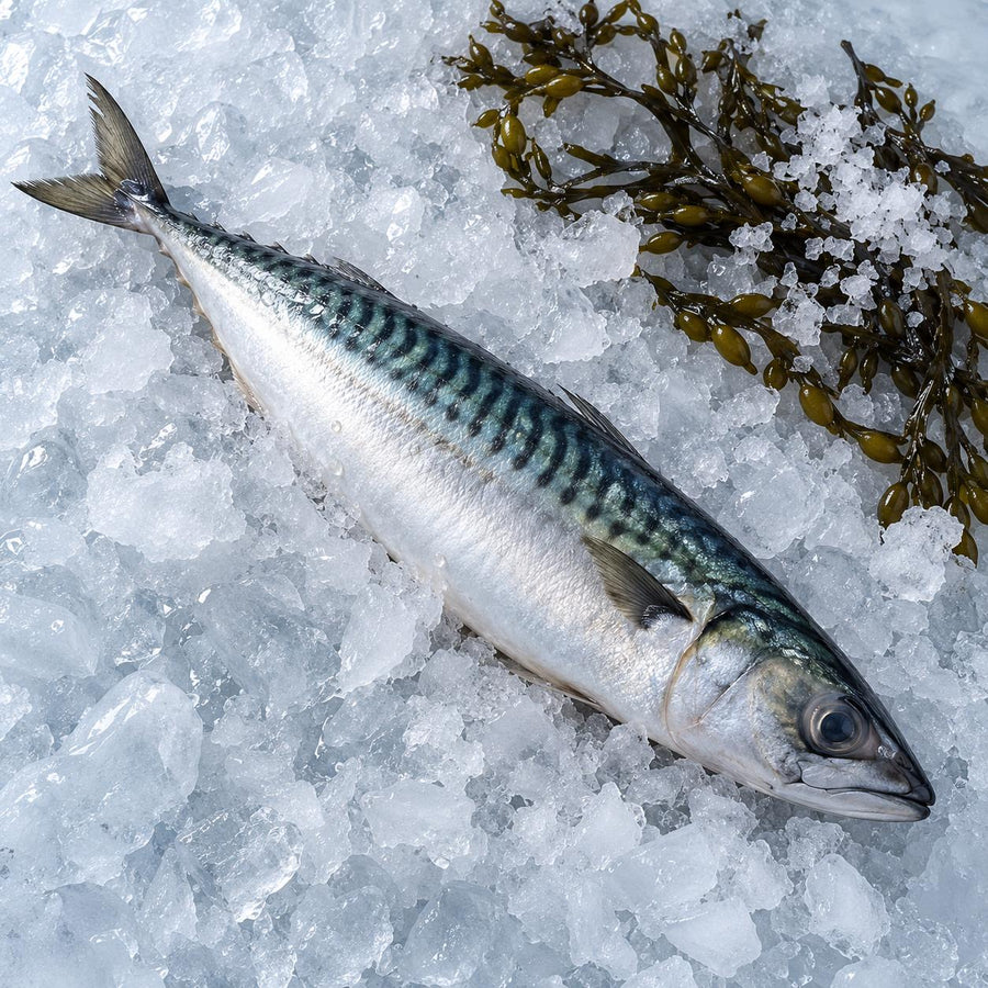 A whole raw Atlantic mackerel on wet crushed ice with a sprig of bladderwrack seaweed