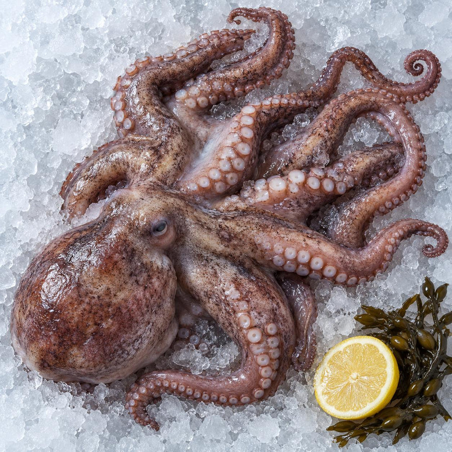 A whole raw octopus on crushed ice with half a lemon and bladderwrack seaweed