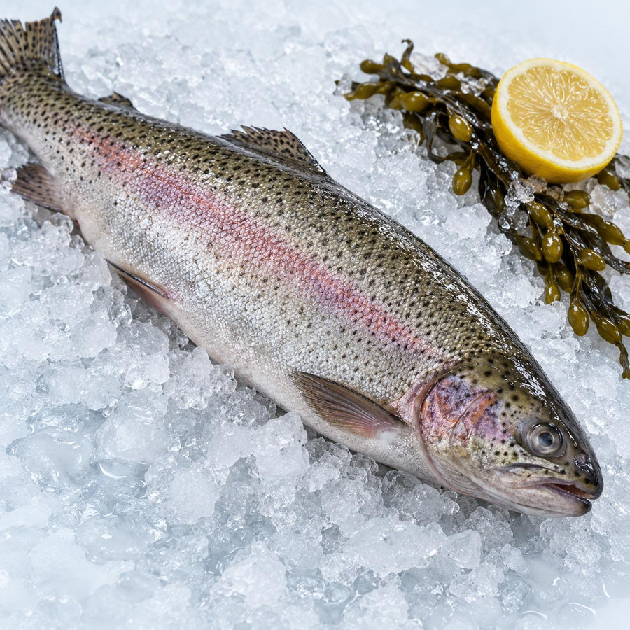 A whole raw rainbow trout on crushed ice with bladderwrack seaweed and half a lemon
