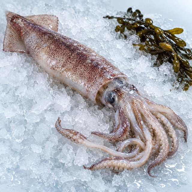 Squid, From The Sea