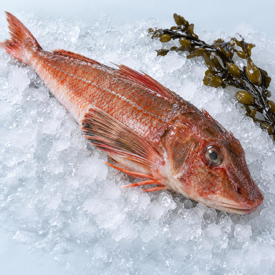 A whole raw red gurnard on crushed ice with a sprig of bladderwrack seaweed