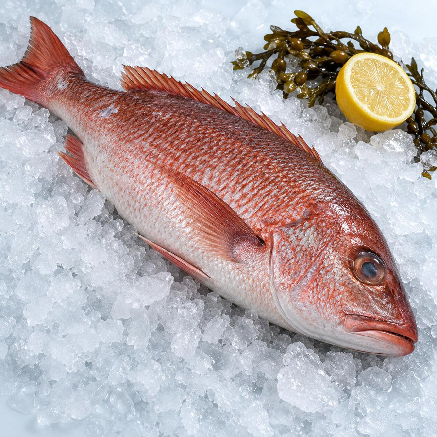 A whole raw red snapper on crushed ice with bladderwrack seaweed and half a lemon