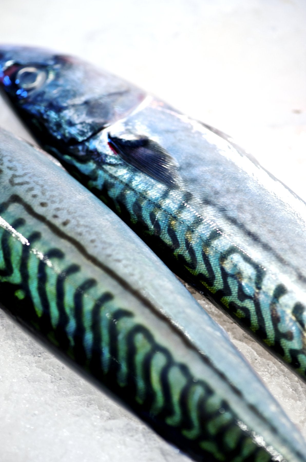 Two fresh mackerel on crushed ice