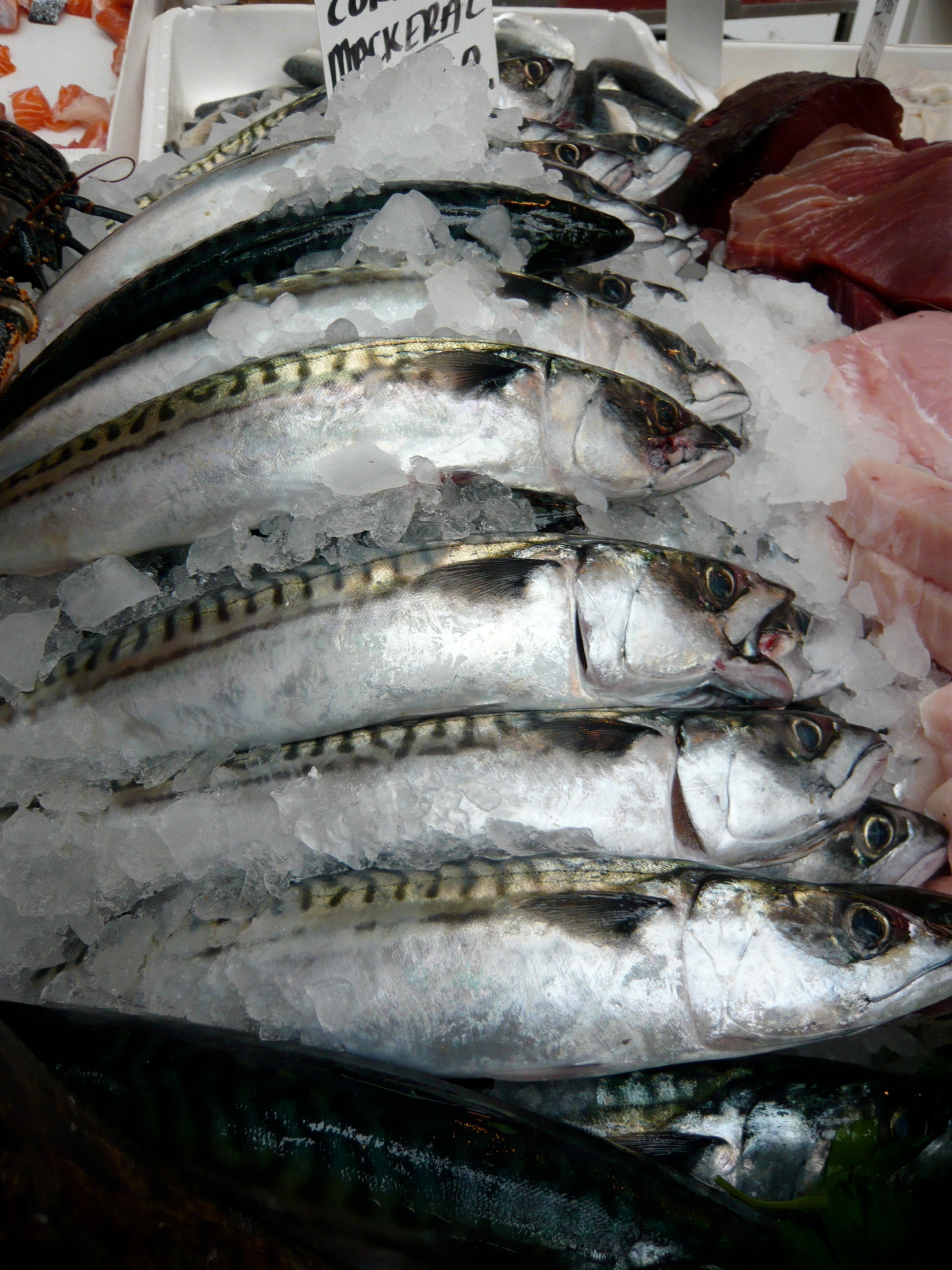 Whole fresh mackerel on ice at a fish counter