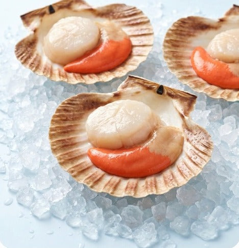 Scallops in the half shell with the roe on, on crushed ice