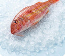 Whole red mullet on crushed ice