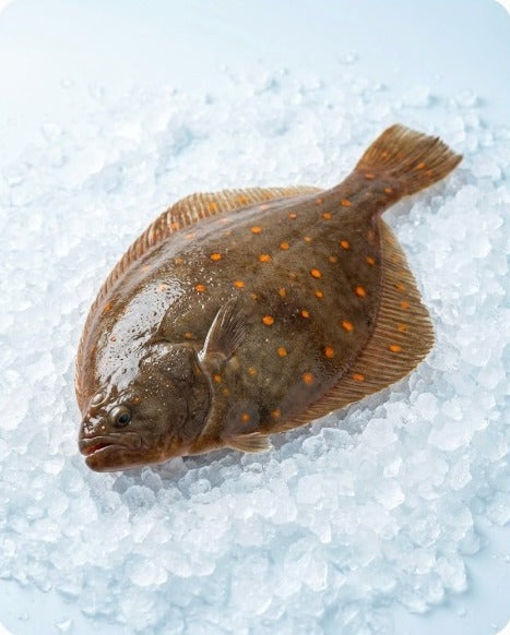 Whole plaice on crushed ice