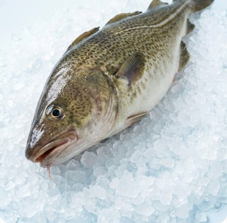 Whole cod on crushed ice