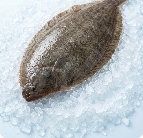 Whole Dover sole on crushed ice