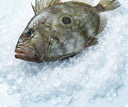 Whole John Dory on crushed ice