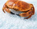 Whole cooked brown crab on crushed ice