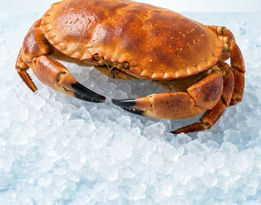Whole cooked brown crab on crushed ice