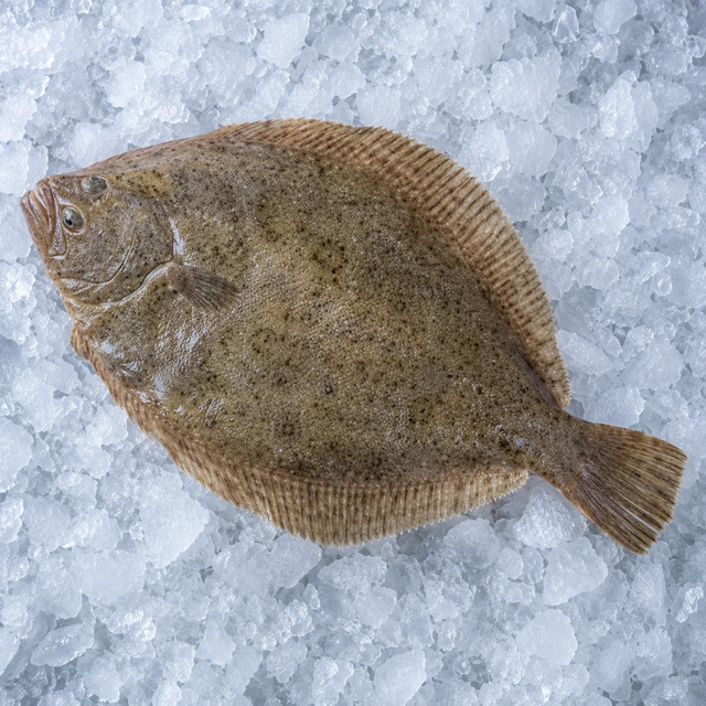 Brill, From The Sea