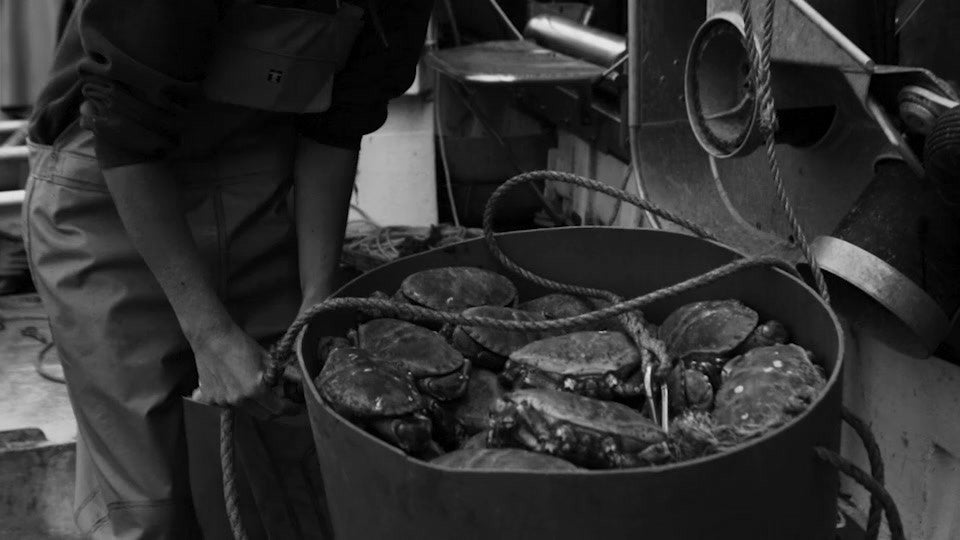 Black and white photograph of the catch graded and set on ice