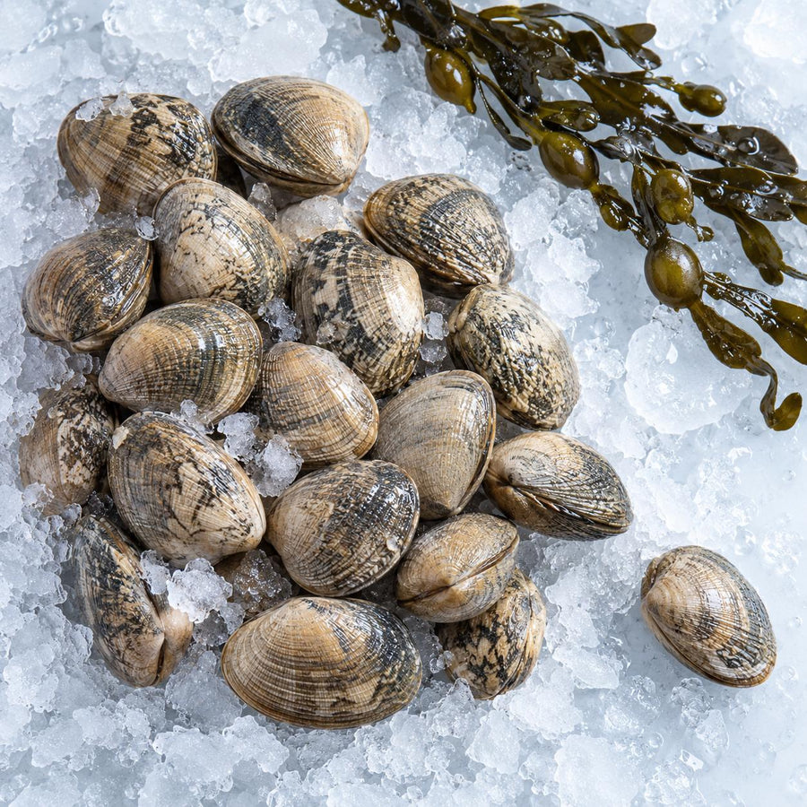 Live Dorset palourde clams in the shell heaped on crushed ice with a length of bladderwrack seaweed