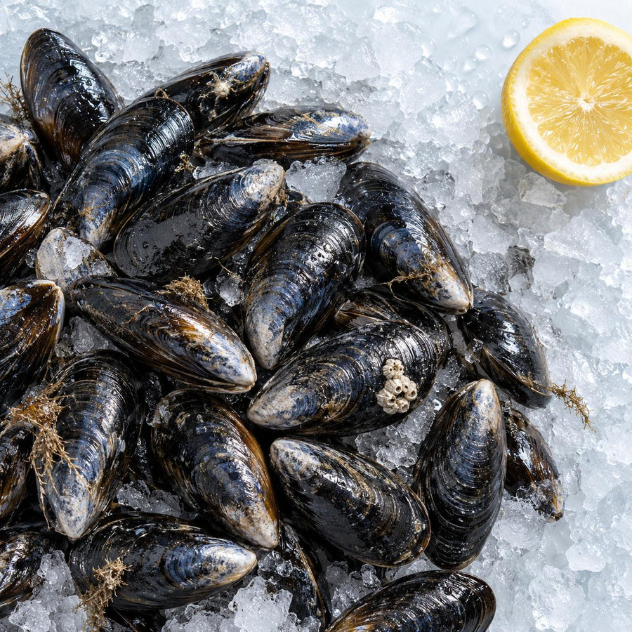 Mussels in closed blue-black shells heaped on wet crushed ice with half a lemon and barnacles on one shell