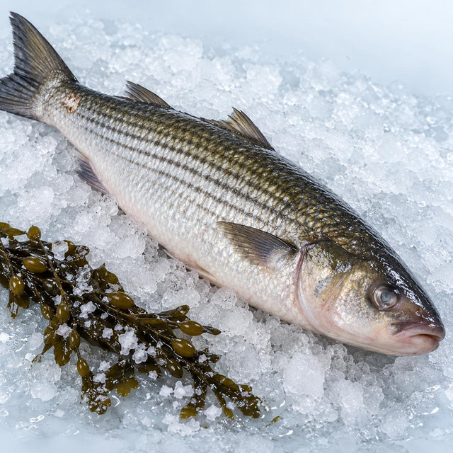 Grey Mullet, From The Sea