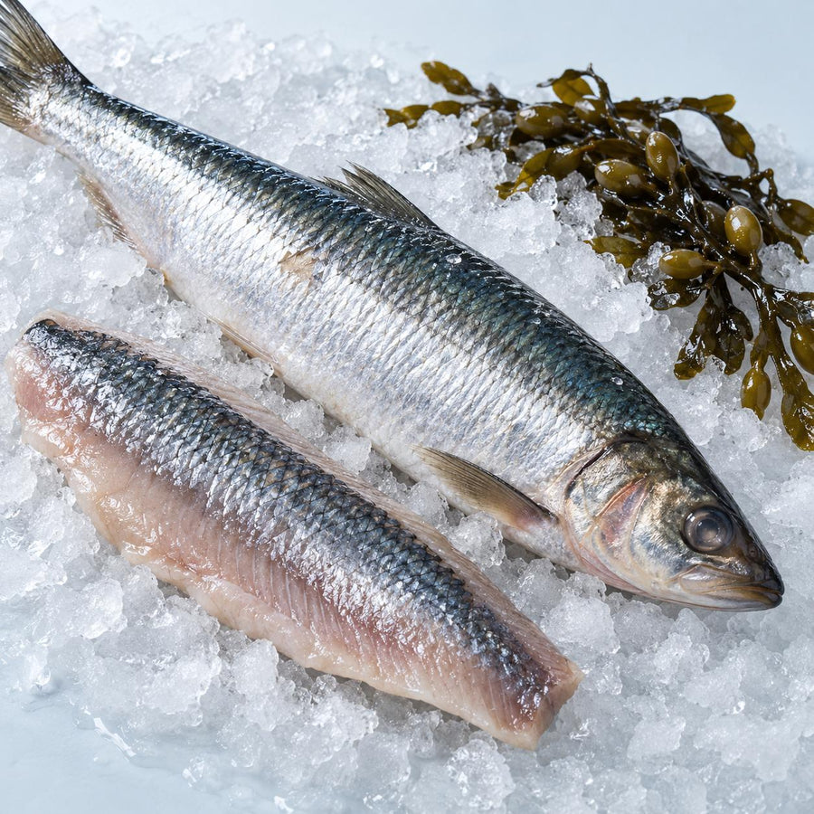 A whole raw Atlantic herring beside a herring fillet on crushed ice with bladderwrack seaweed