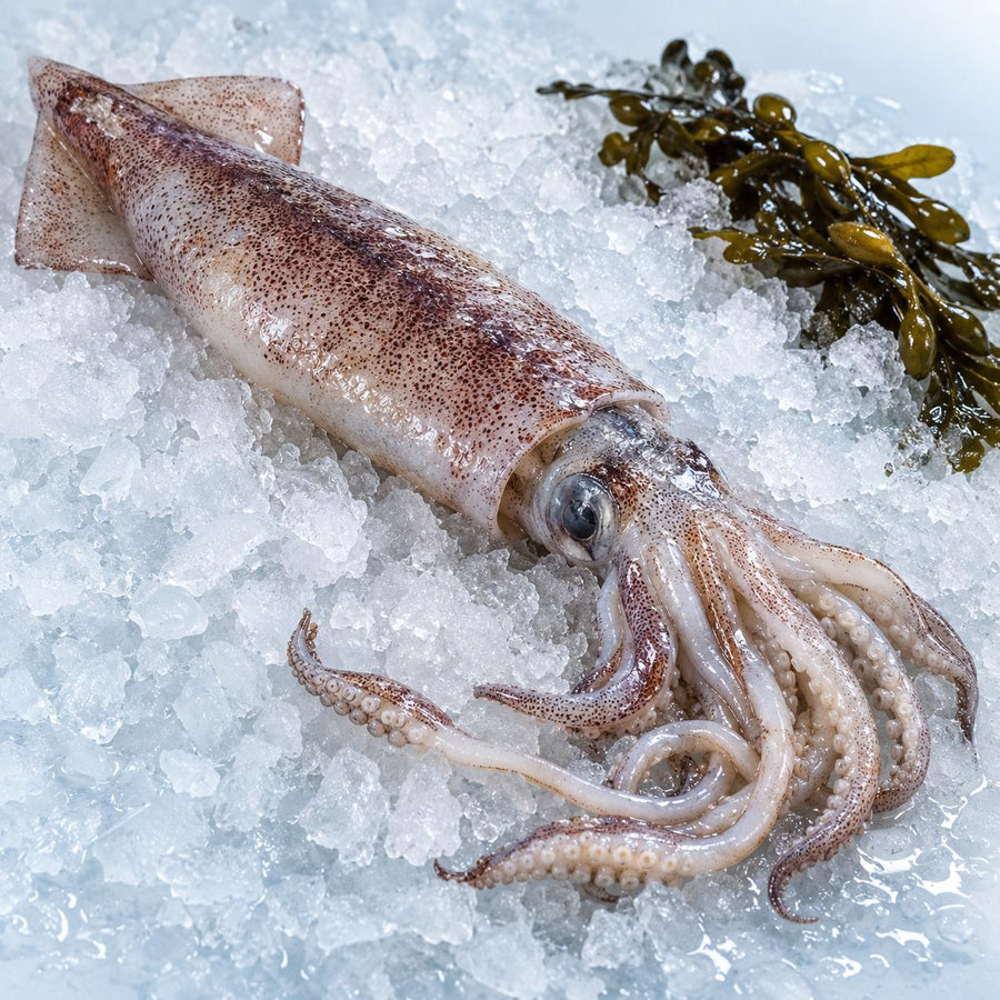 A whole raw squid with its arms and tentacles on crushed ice with bladderwrack seaweed