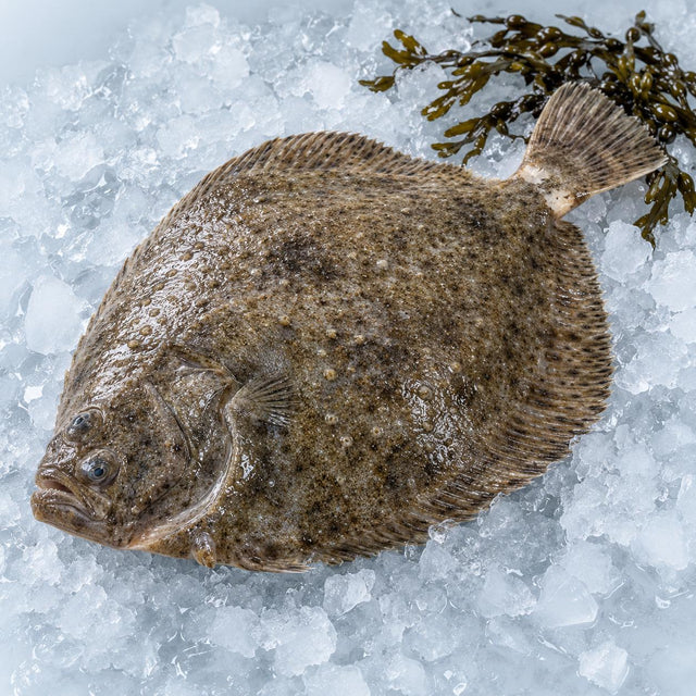 Turbot, From The Sea