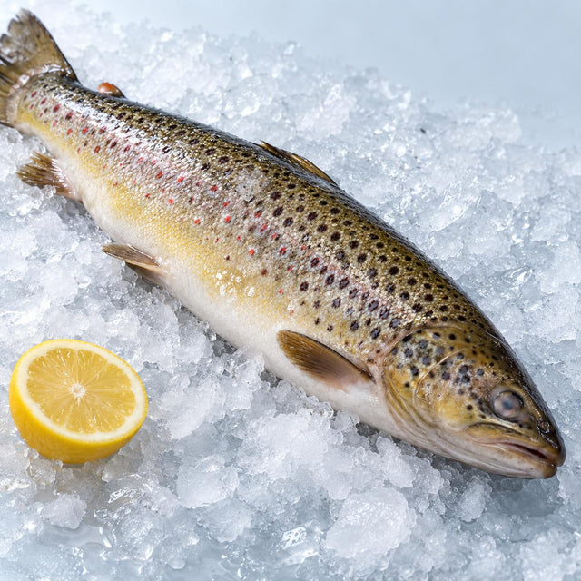 Wild Brown Trout, From The Sea