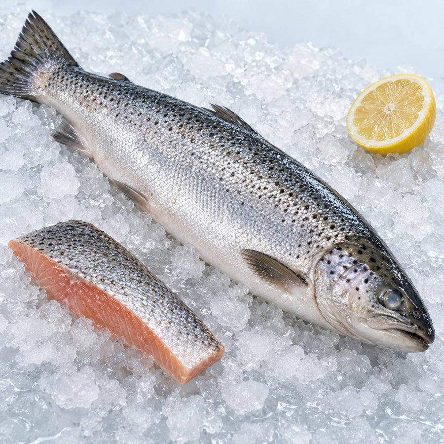 A whole raw wild sea trout beside a skin-on sea trout fillet on crushed ice with half a lemon